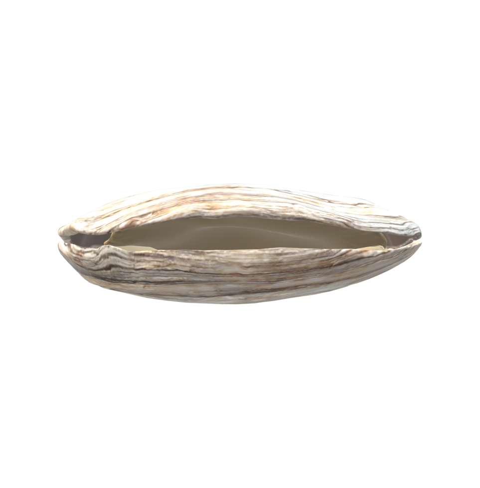 Oyster isolated on a Transparent Background png