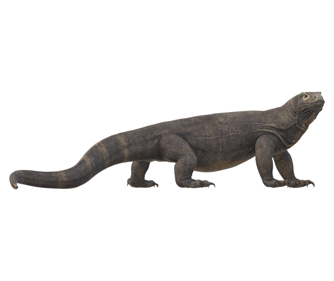 Komodo Dragon isolated on a Transparent Background png