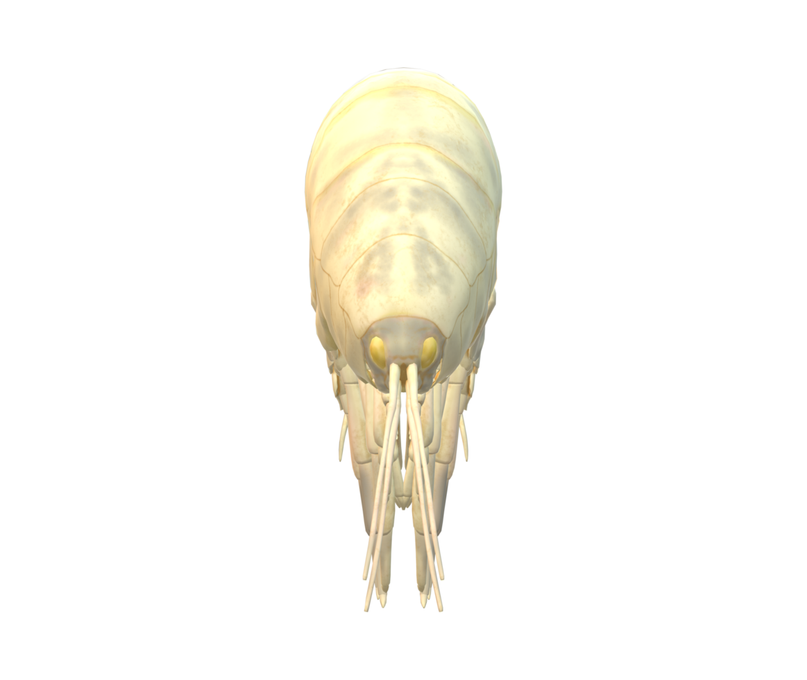 Amphipod isolated on a Transparent Background png