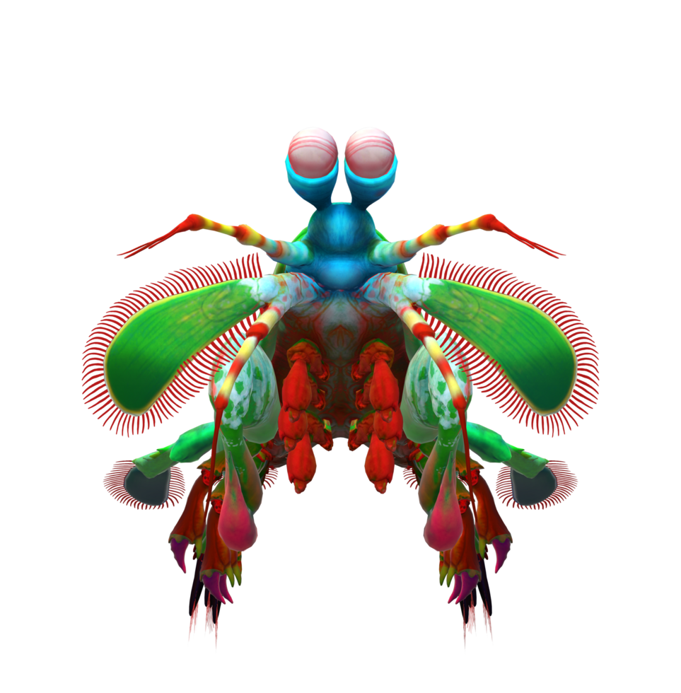 Mantis Shrimp Isolated on a Transparent Background png