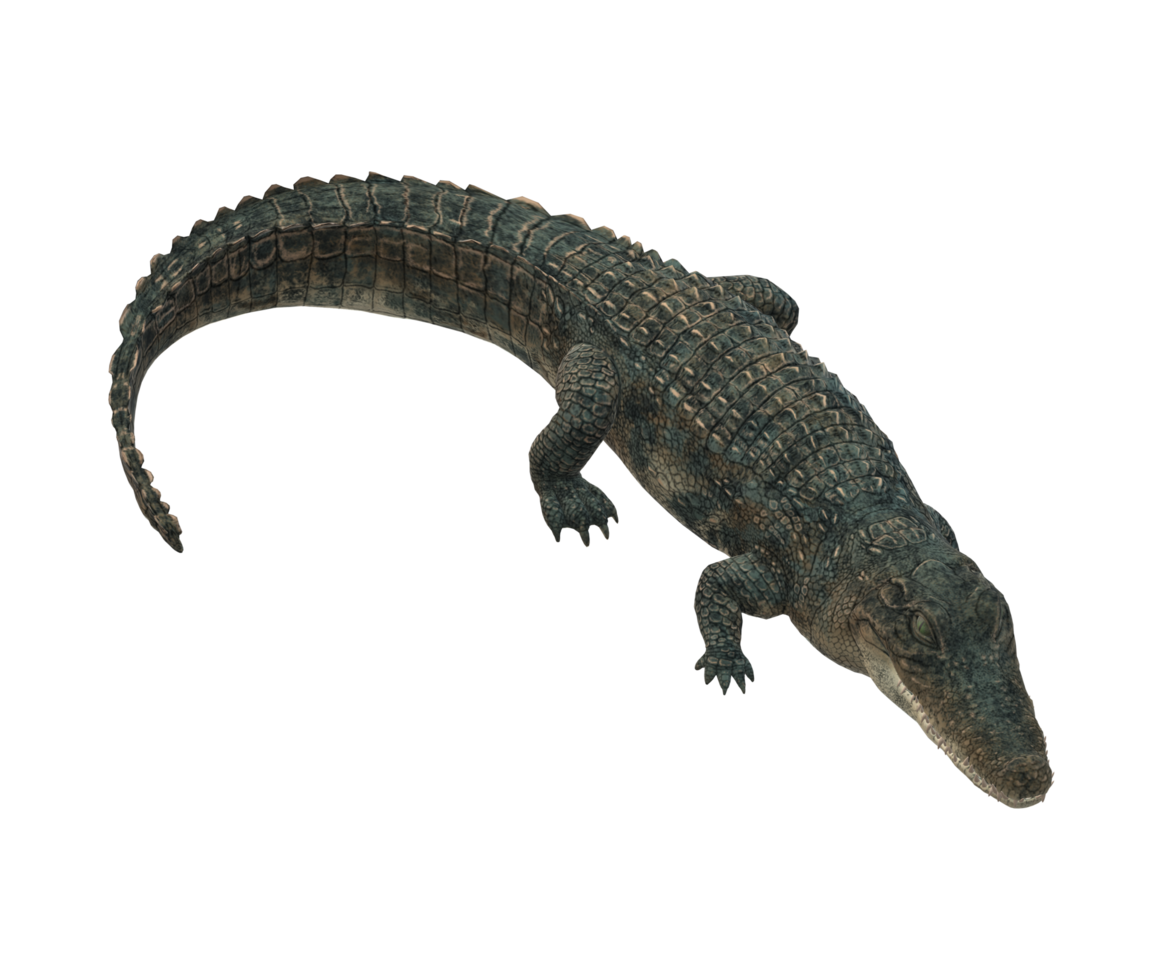 alligator isolé sur une transparent Contexte png