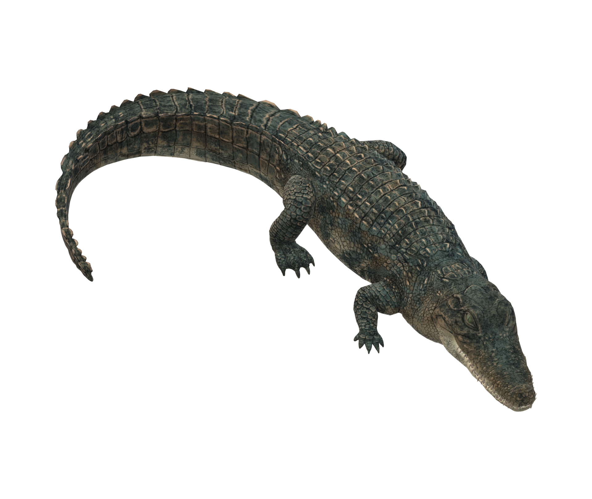 Alligator Escort Trans - ow1aez8