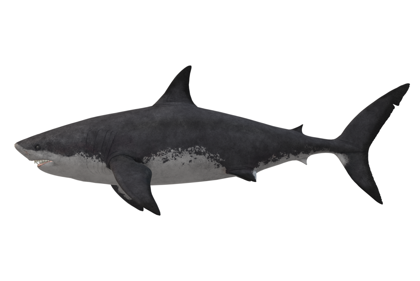 Megalodon Shark isolated on a Transparent Background png