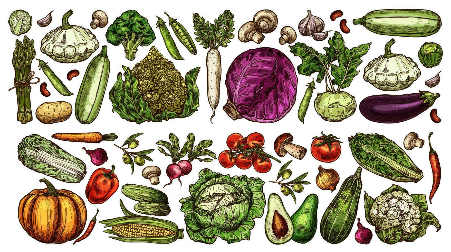 hand drawn farm and garden ripe vegetables set vector