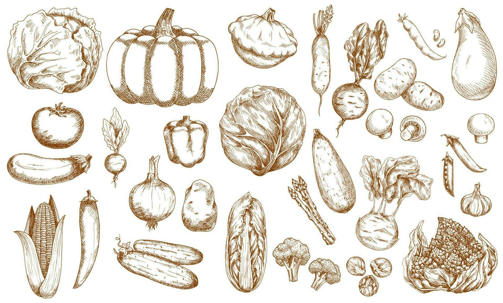 Farm vegetable, greenery and veggies sketches set vector