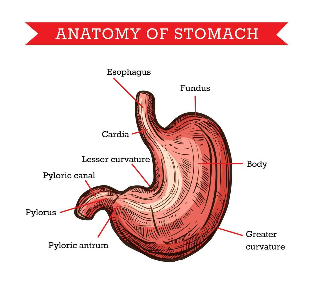 humano estómago anatomía, vector bosquejo medicina ayuda