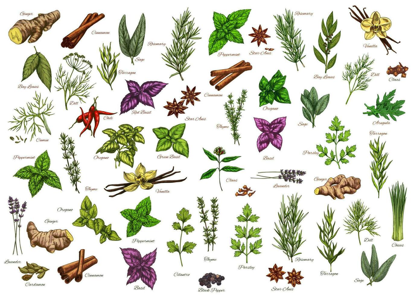 Spices, herbs seasonings vector herbal ingredients