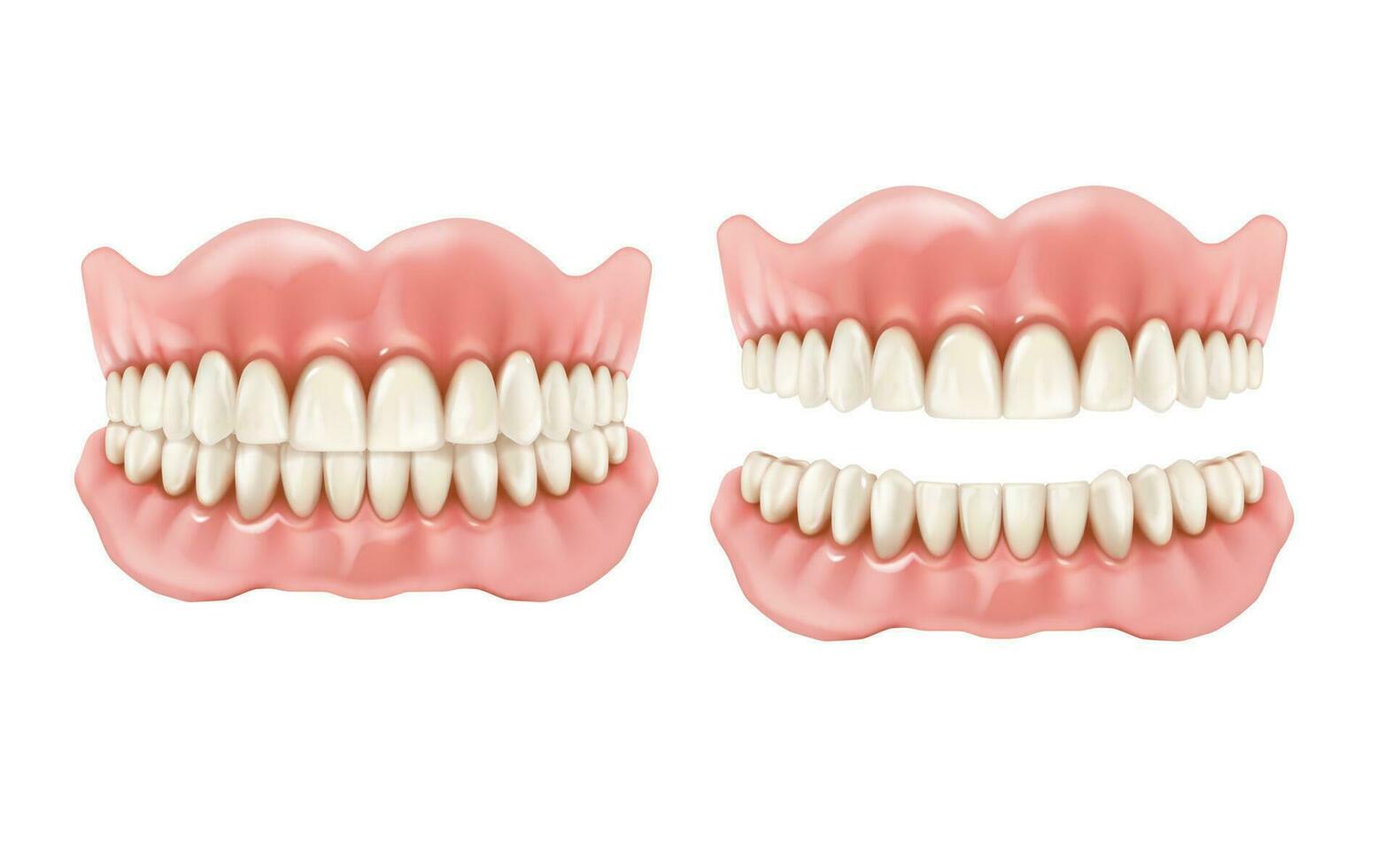 Denture, dental teeth and jaw realistic prosthesis vector