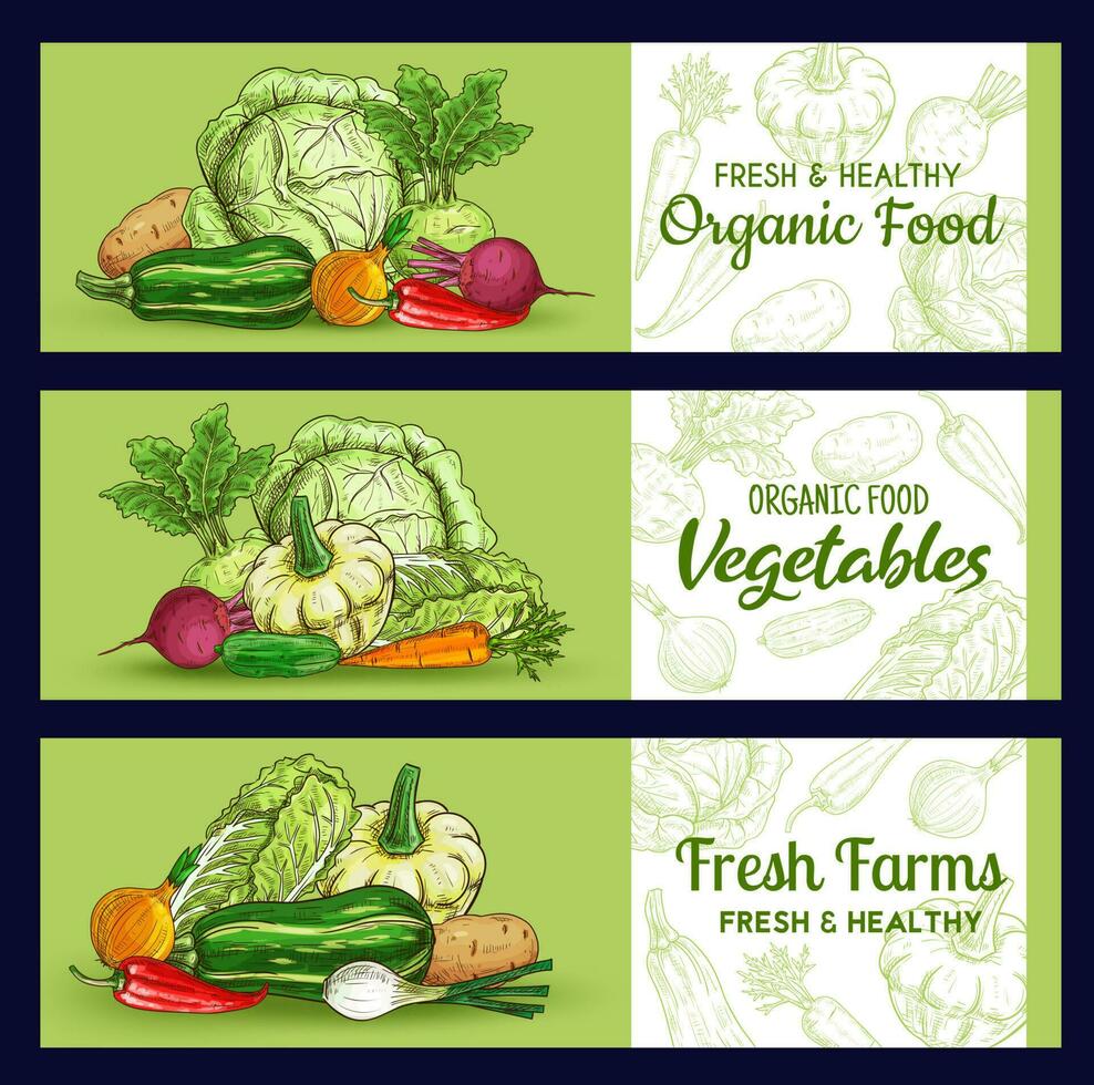 Farm vegetables sketch banners, vector veggies