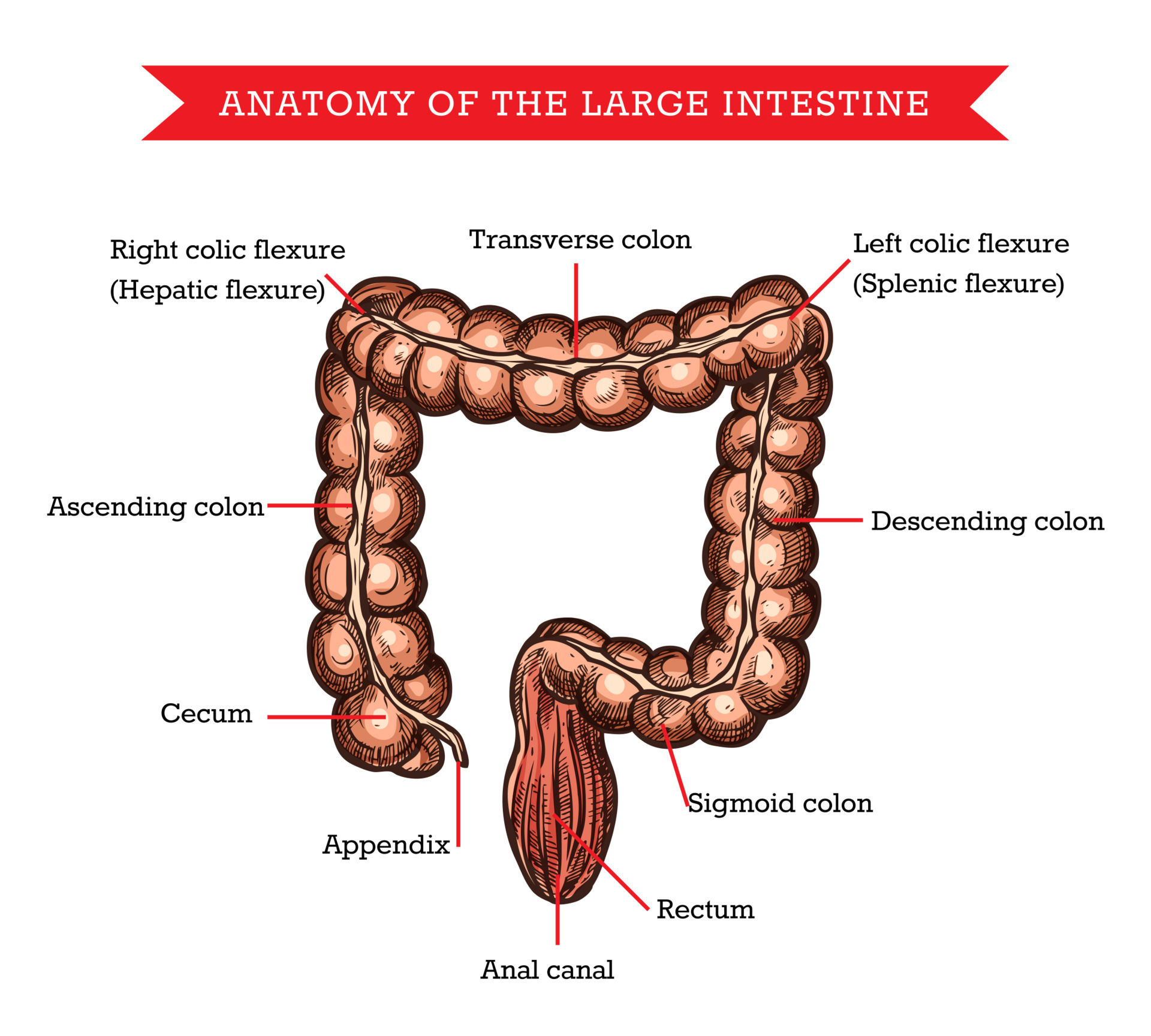 Large Intestine Anatomy Vector Sketch Medic Aid 23838625 Vector Art At large-intestine-anatomy-vector-sketch-medic-aid-23838625-vector-art-at
