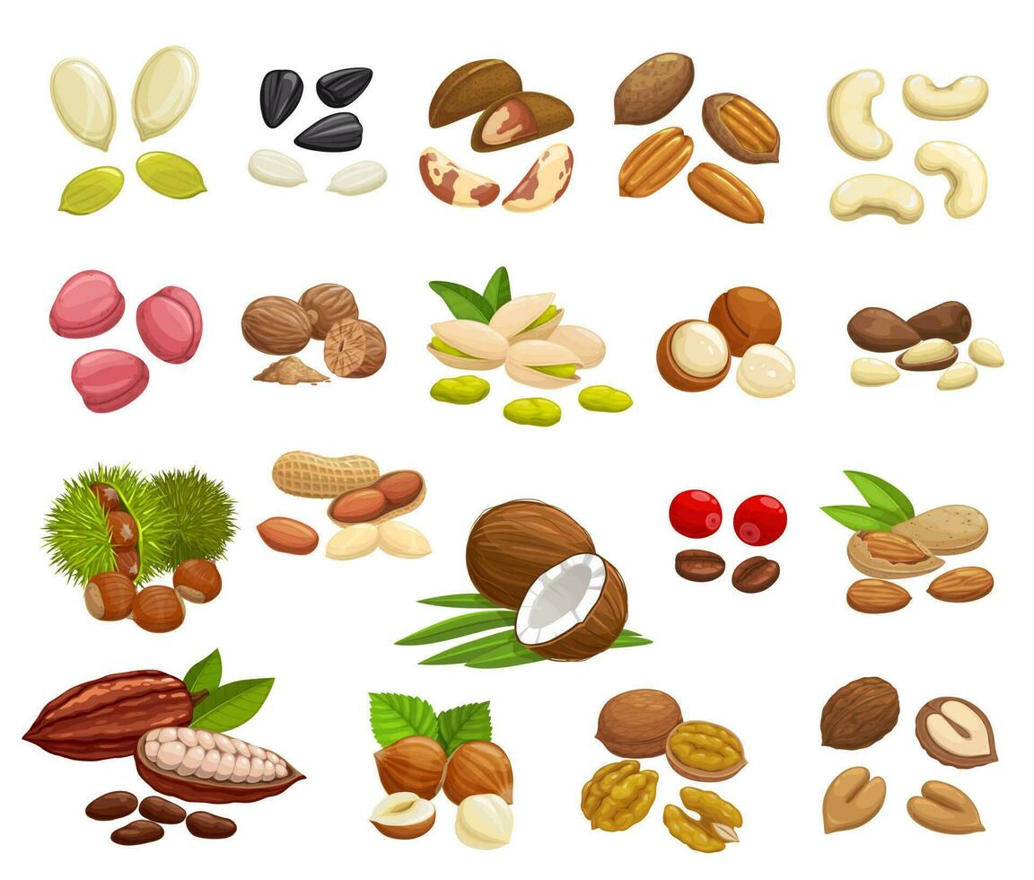 Nuts, beans and seeds of super food vector