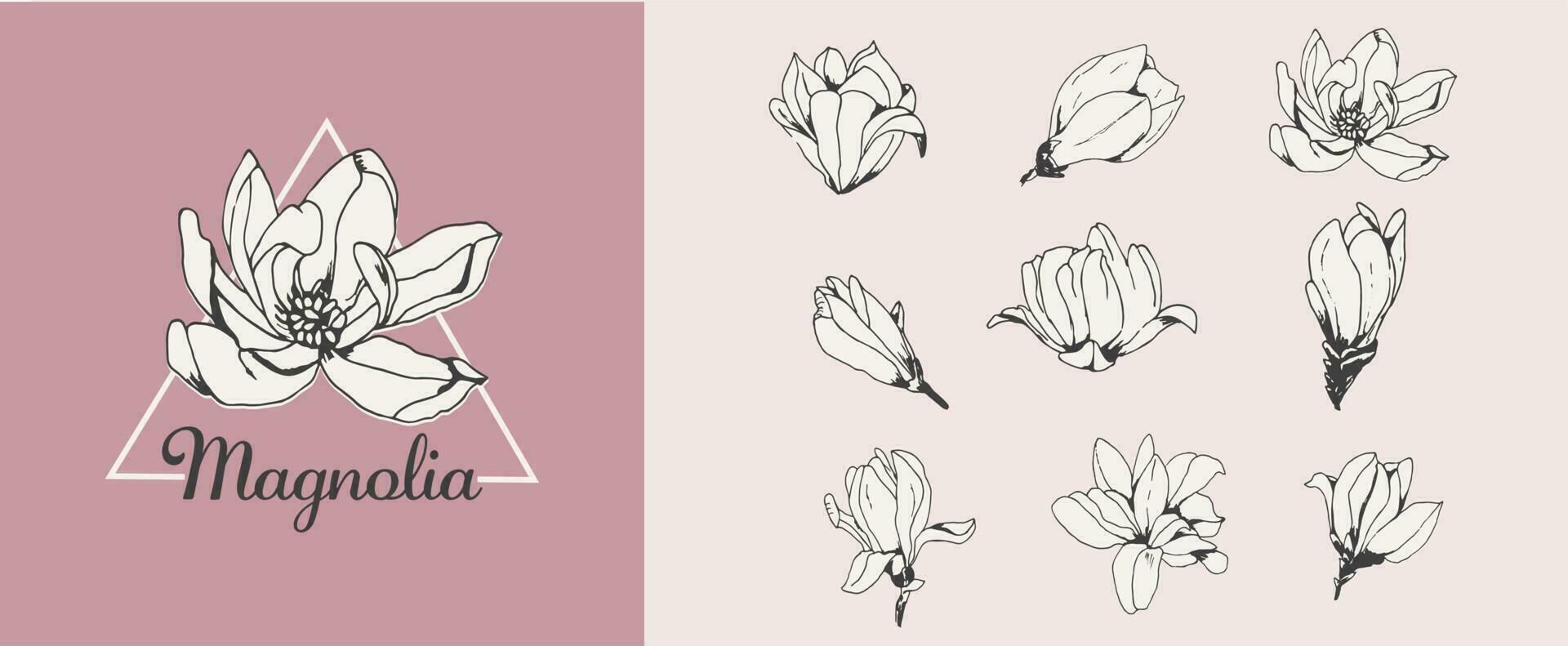 set of hand-drawn pink magnolias vector