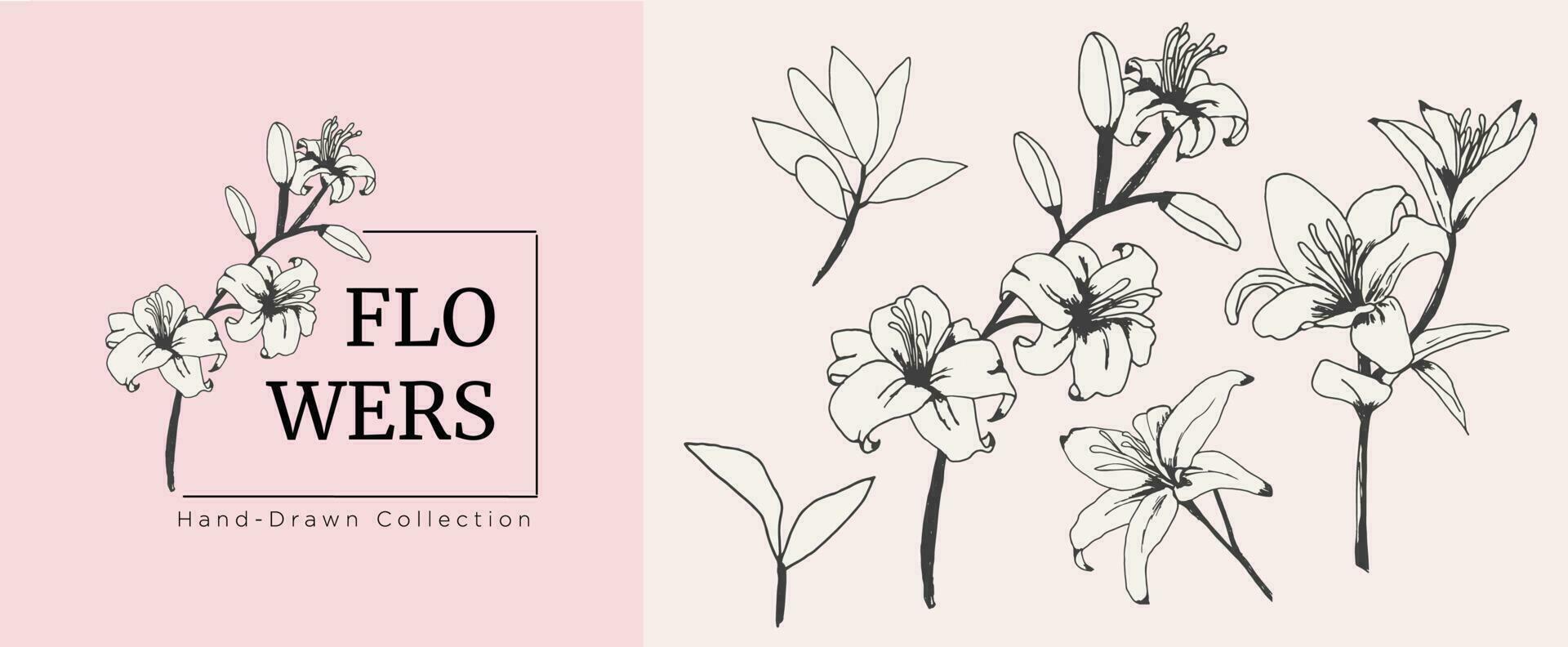 set of vintage styled hand-drawn lily flowers. vector