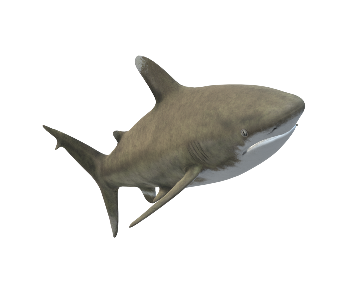 Shark isolated on a Transparent Background png