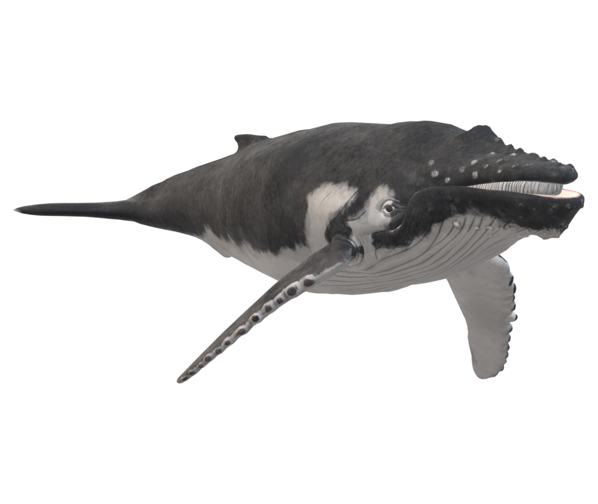 Humpback Whale isolated on a Transparent Background png