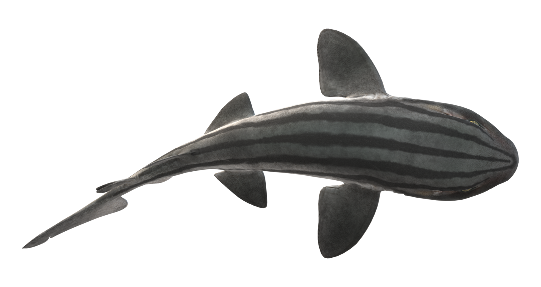 Pyjama Shark isolated on a Transparent Background png