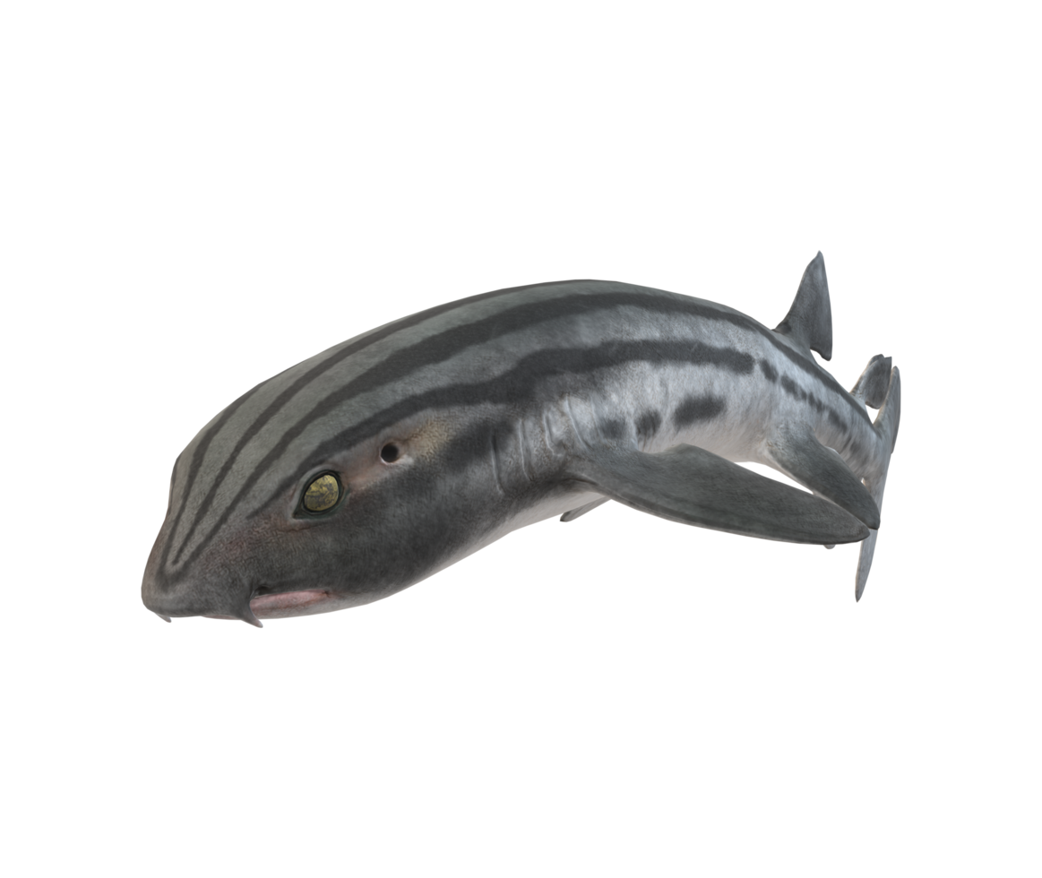 Pyjama Shark isolated on a Transparent Background png