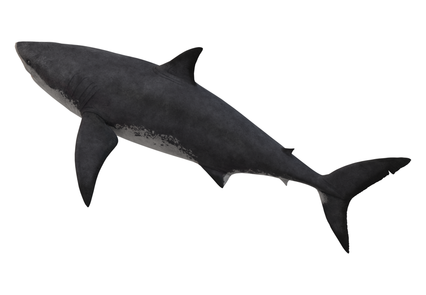 Megalodon Shark isolated on a Transparent Background png