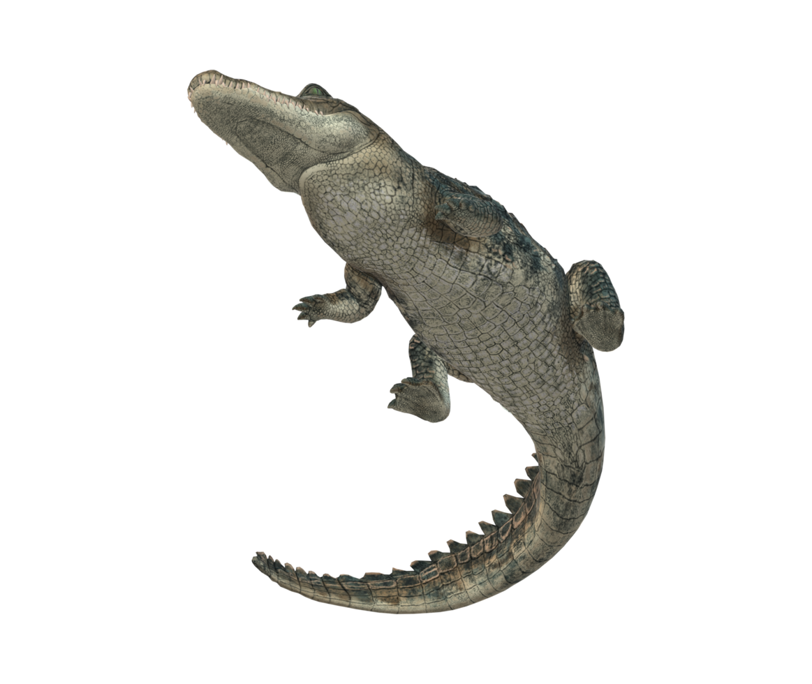 Alligator isolated on a Transparent Background png