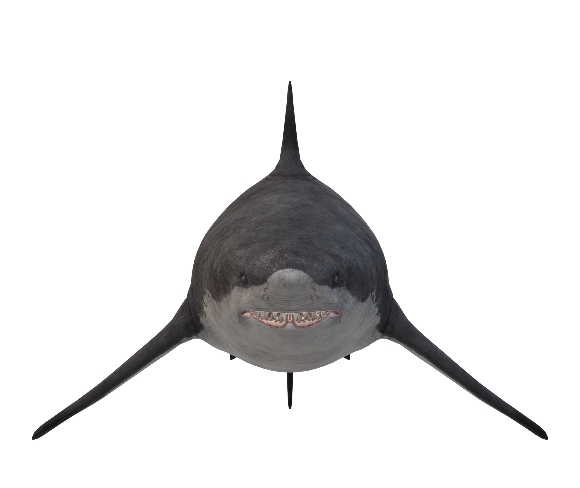 Megalodon Png Pic Transparent Megalodon Png Clipart F - vrogue.co