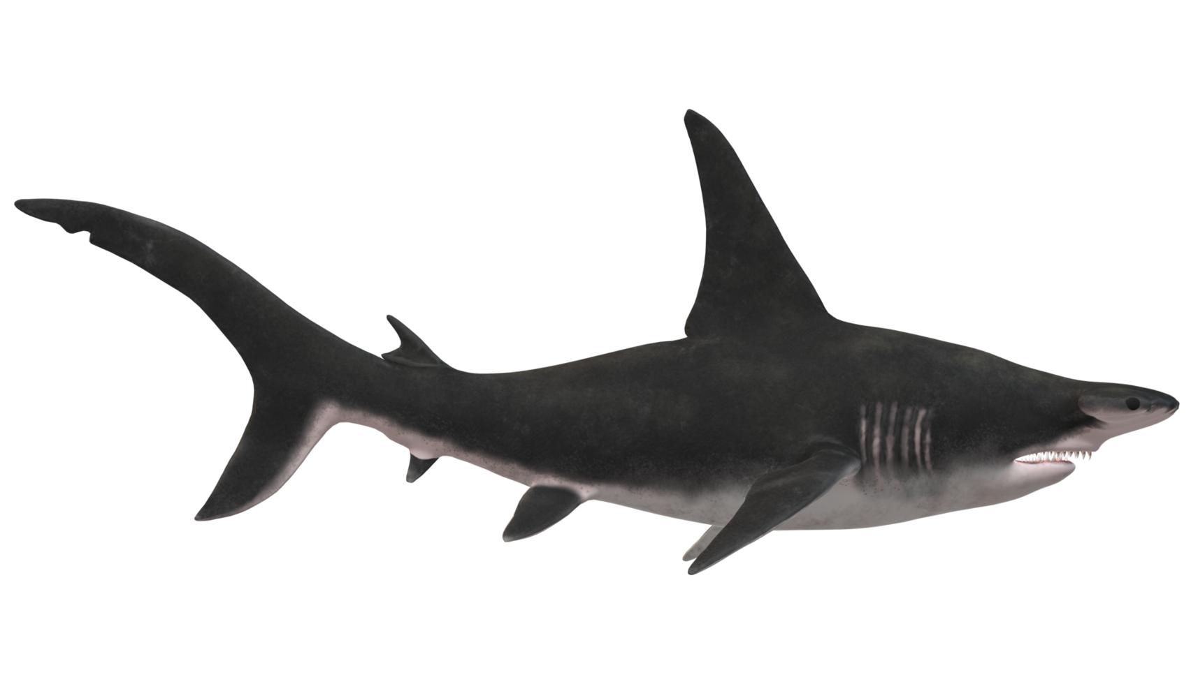 Hammer Head Shark isolated on a Transparent Background