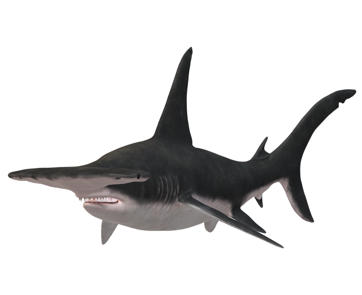 Hammer Head Shark Isolated On A Transparent Background 23839403 Png