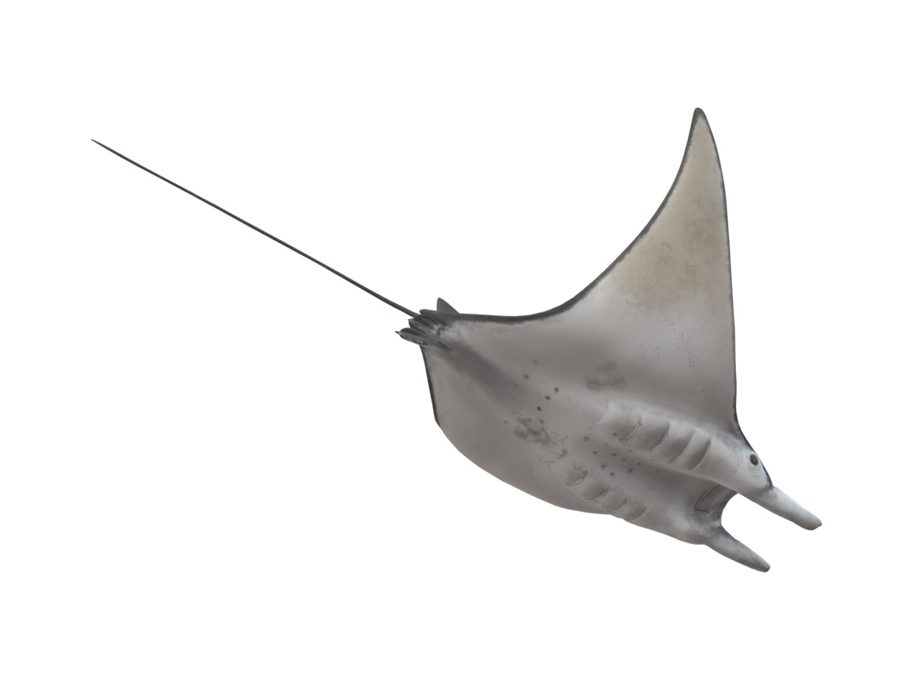Mobula Rays Fish isolated on a Transparent Background png