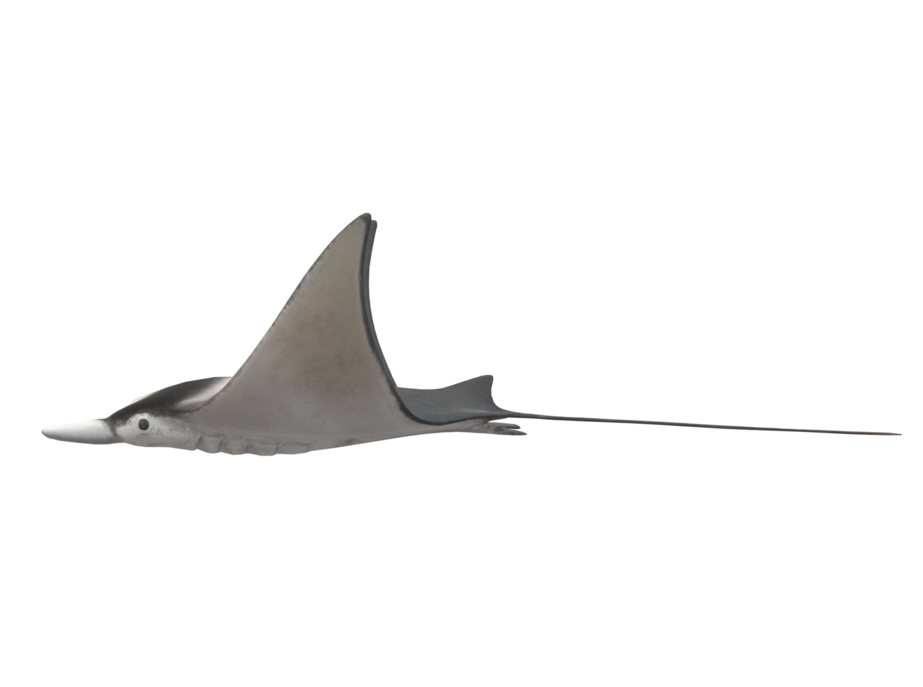 Mobula Rays Fish isolated on a Transparent Background png