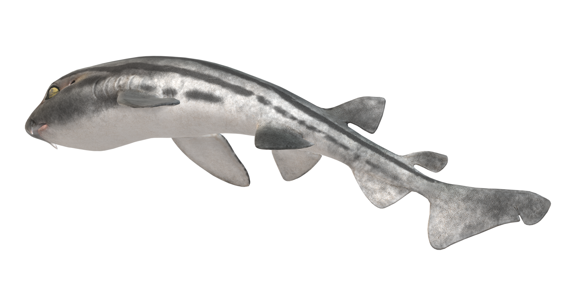 Pijama tiburon fotografías e imágenes de alta resolución - Alamy