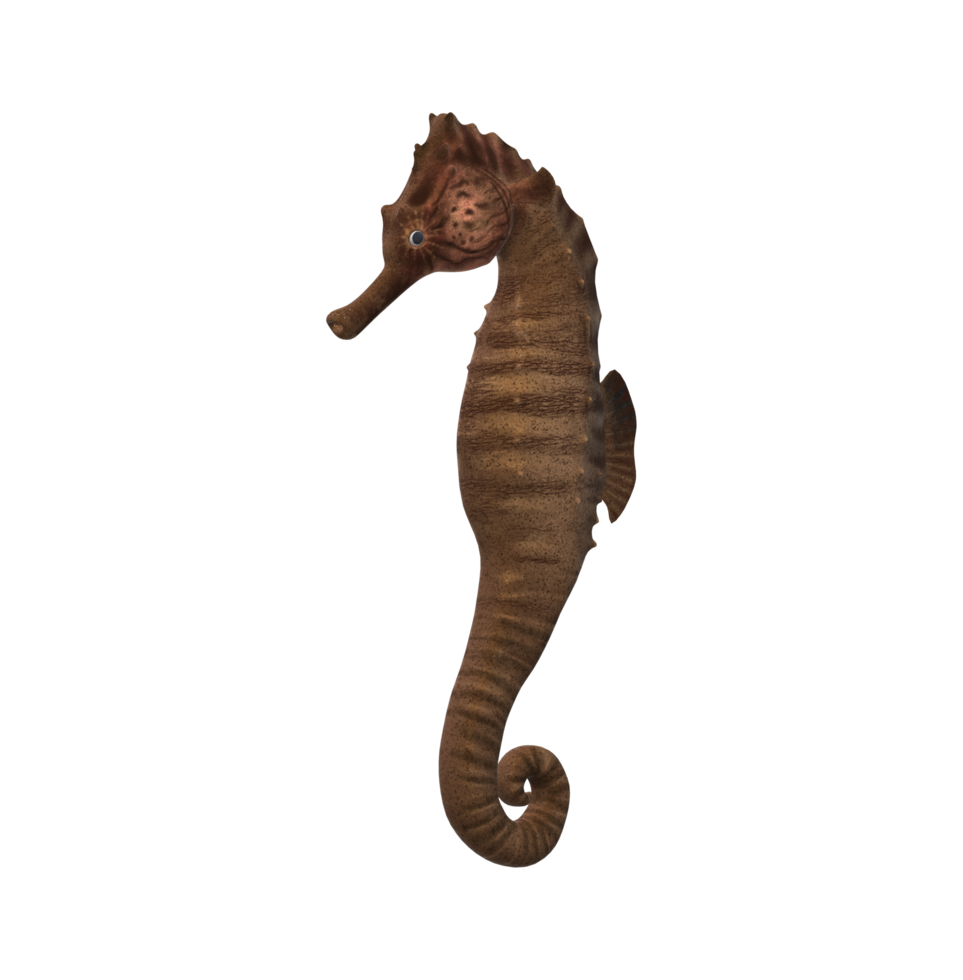 Sea Horse isolated on a Transparent background png