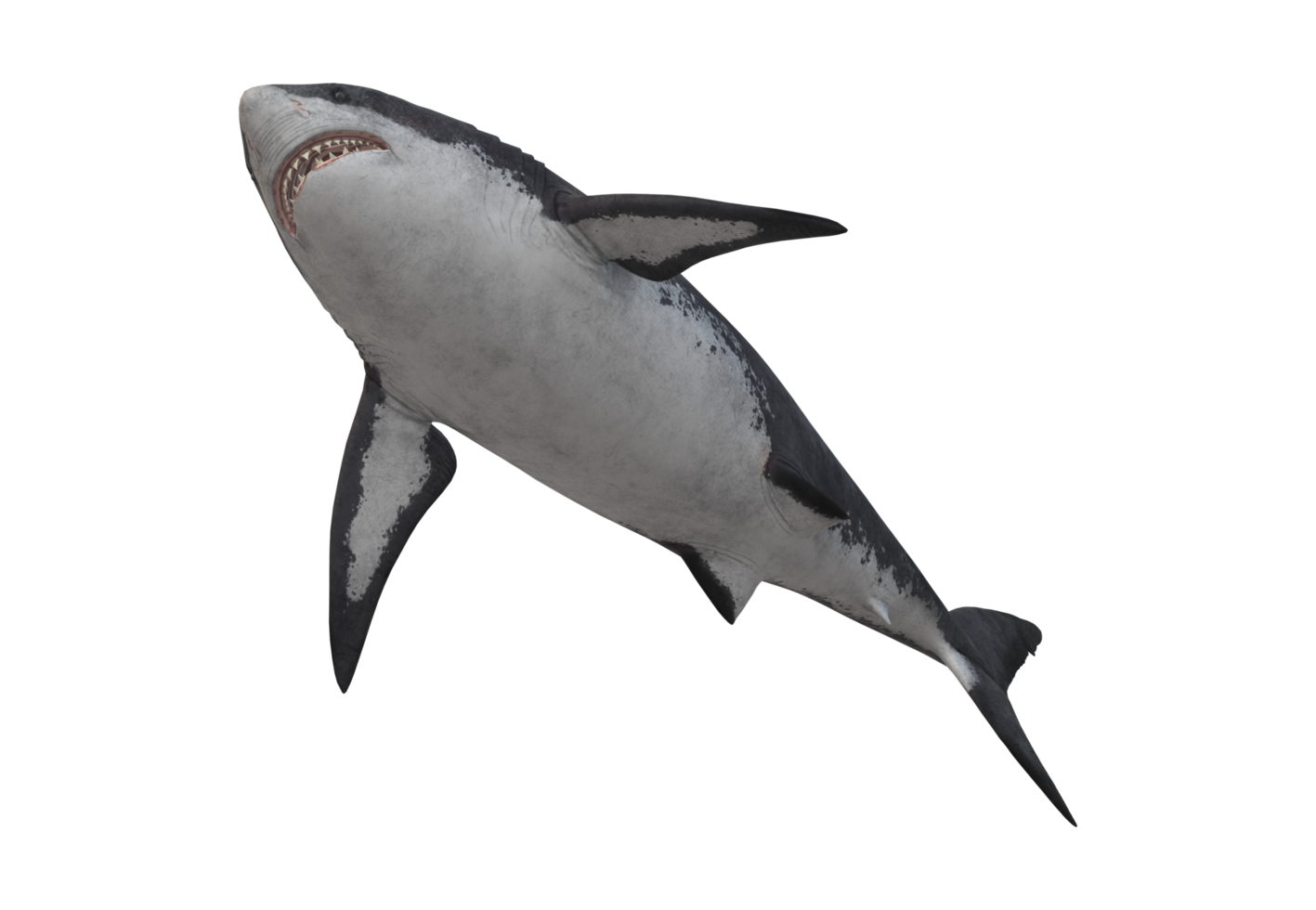 Megalodon Shark isolated on a Transparent Background png