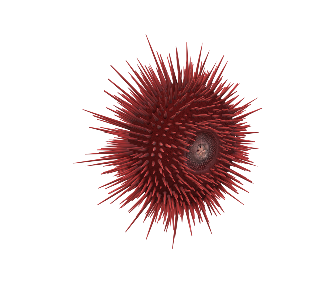 Urchin isolated on a Transparent Background png