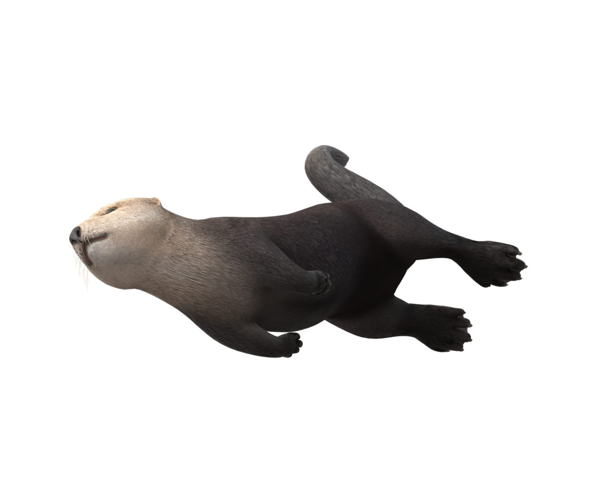 Sea Otter isolated on a Transparent Background png