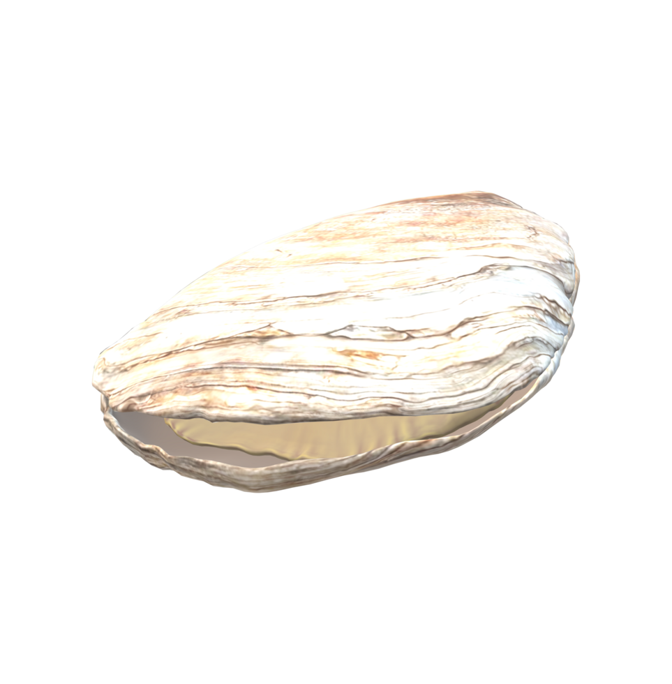 Oyster isolated on a Transparent Background png