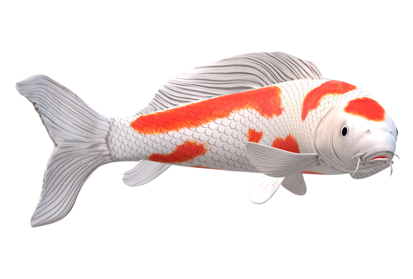 koi Carp Fish isolated on a Transparent Background png