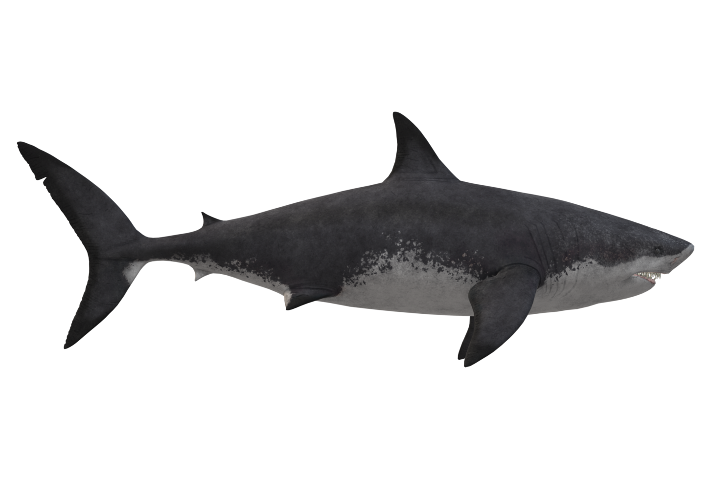 Megalodon Hai isoliert auf ein transparent Hintergrund png