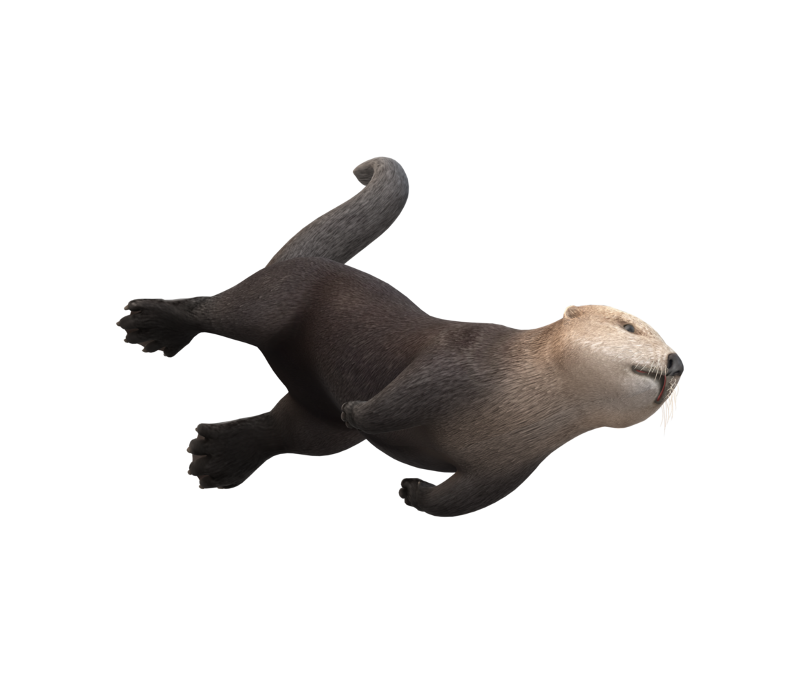 Sea Otter isolated on a Transparent Background png