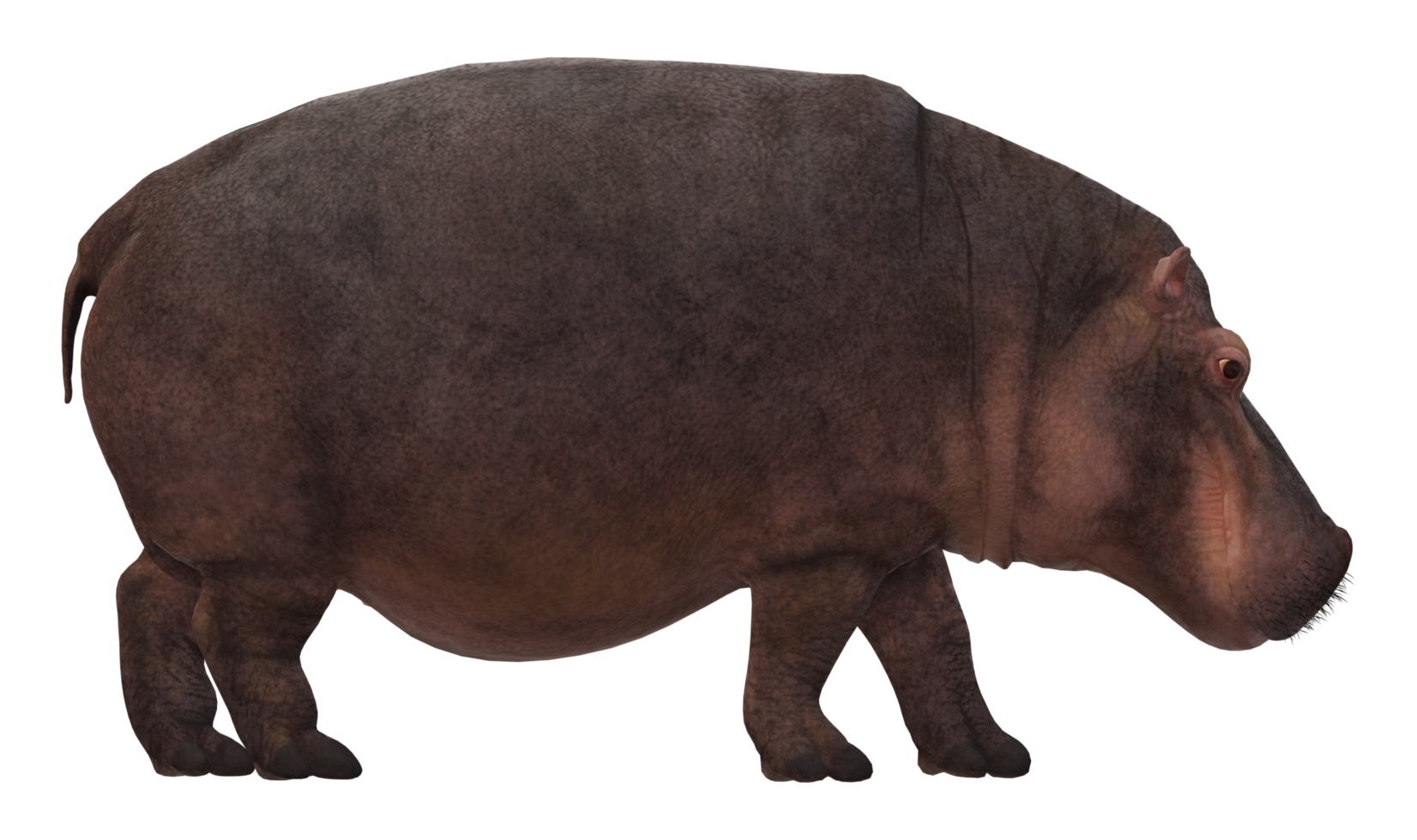 Hippo isolated on a Transparent Background png