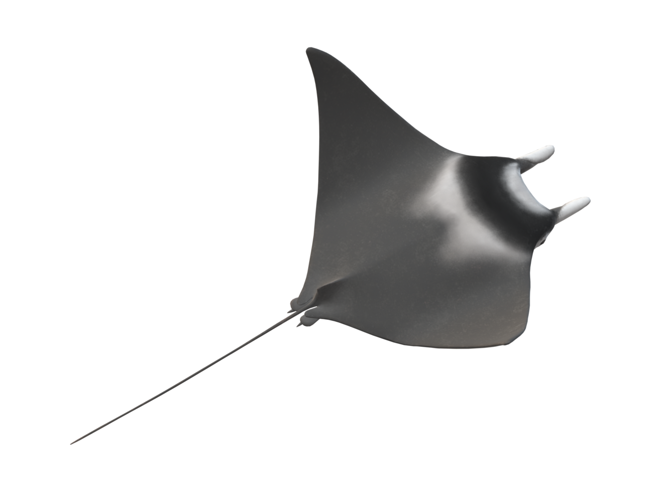 Mobula Rays Fish isolated on a Transparent Background png