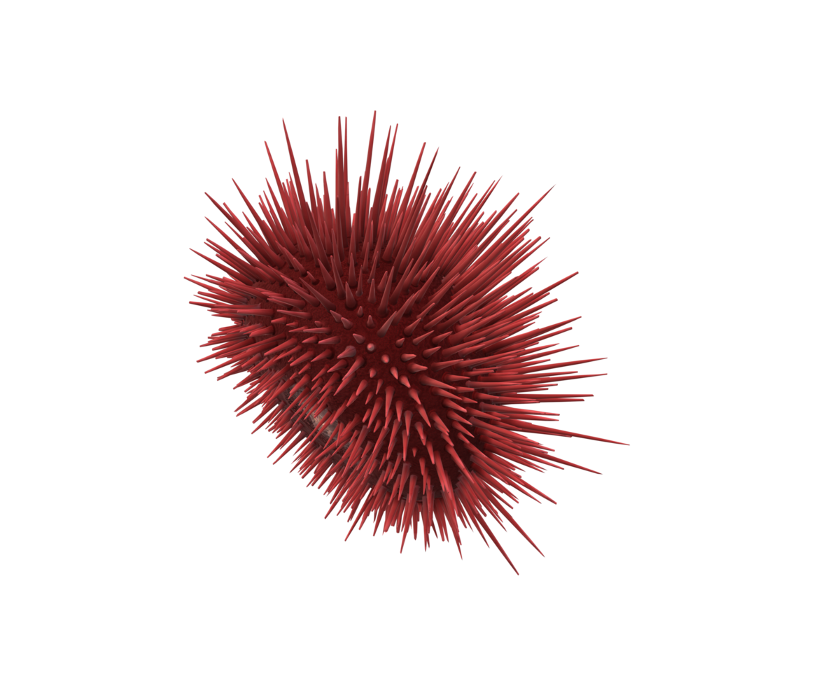Urchin isolated on a Transparent Background png