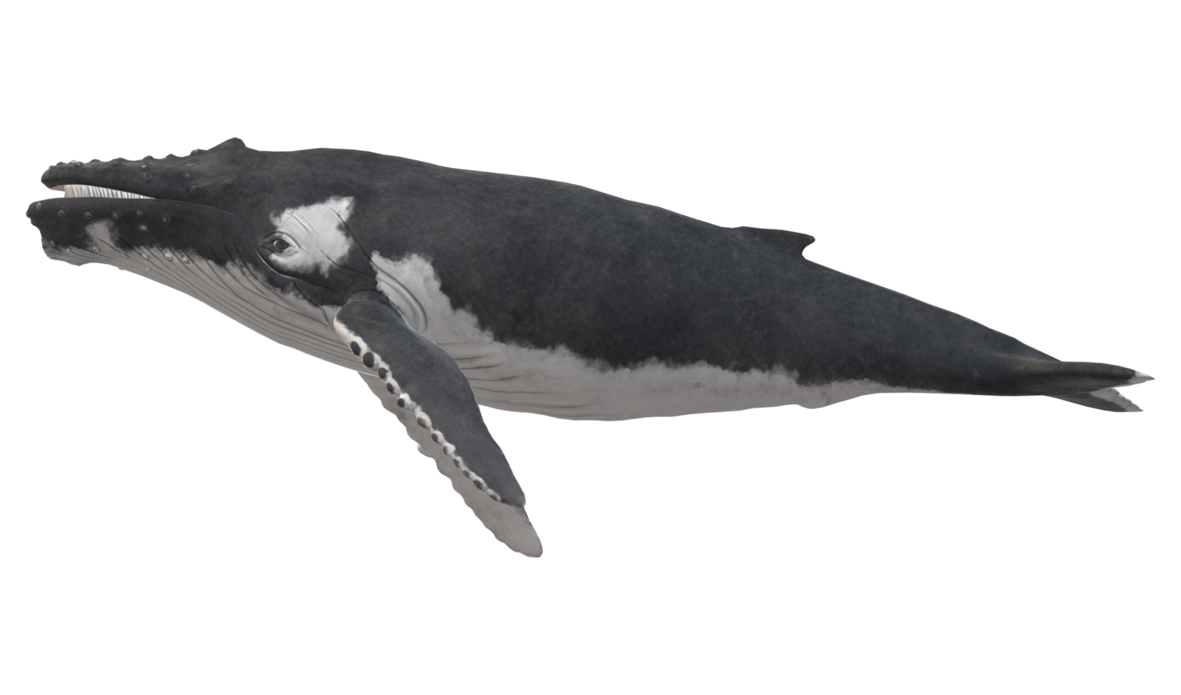 Humpback Whale isolated on a Transparent Background png