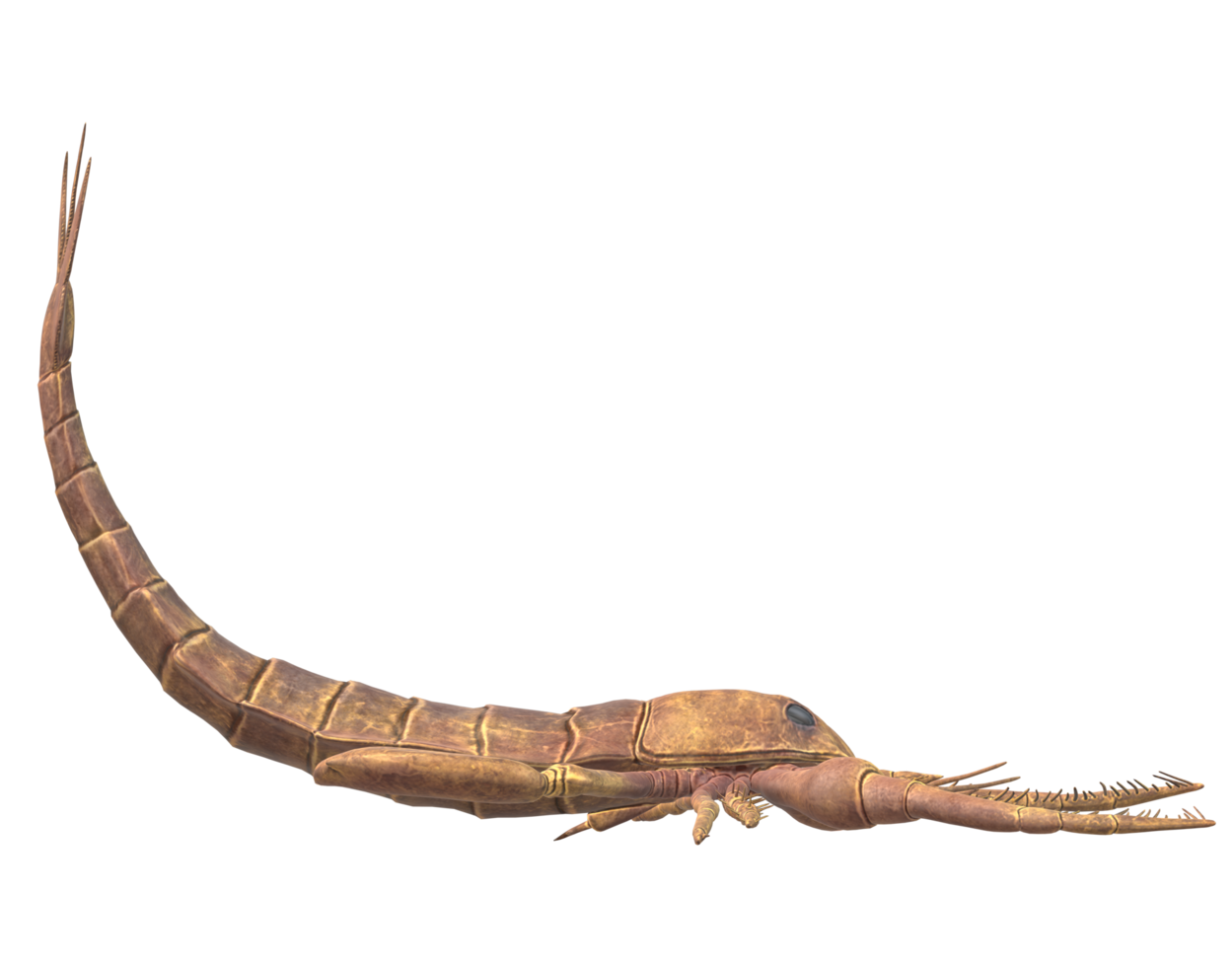 Jaekelopterus isolated on a Transparent Background png