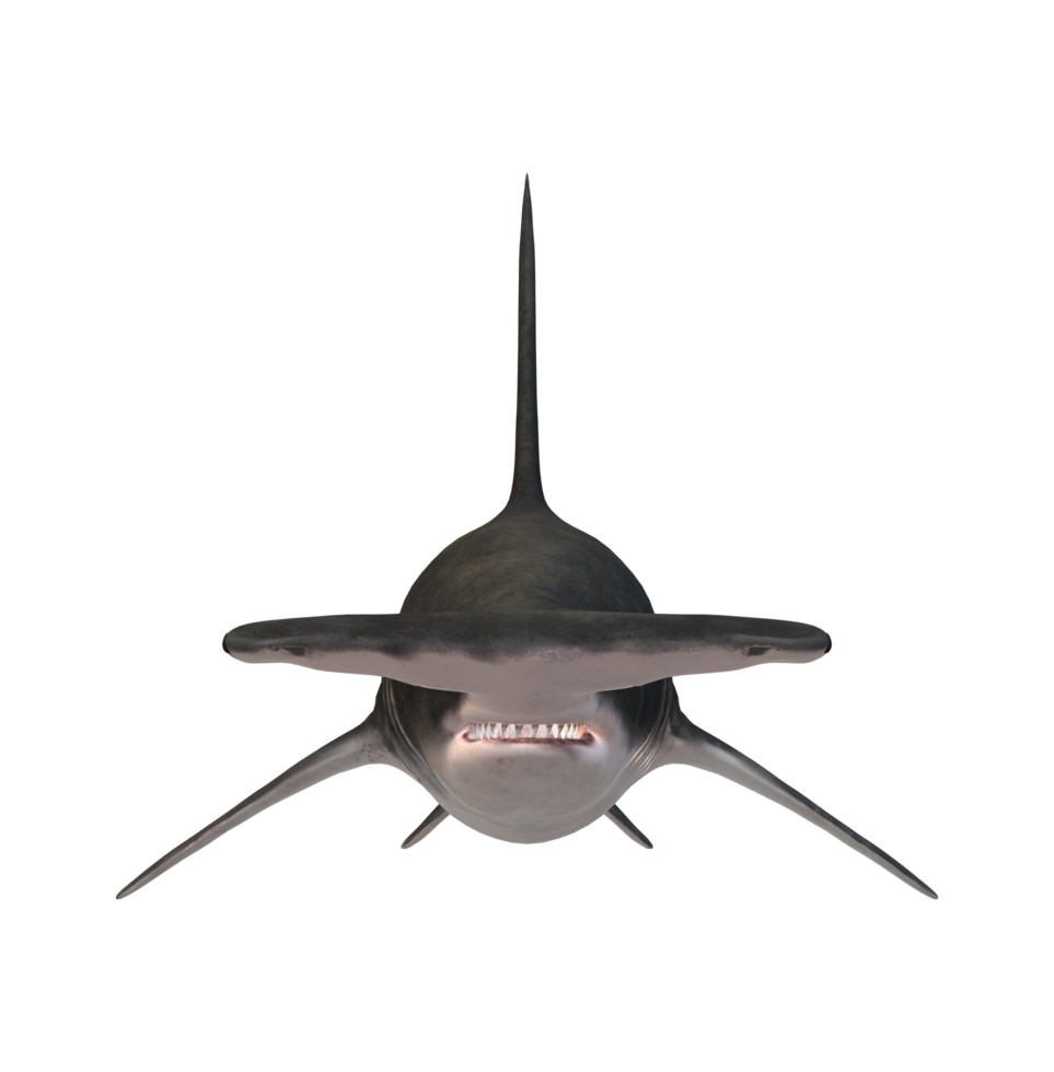 Hammer Head Shark isolated on a Transparent Background png
