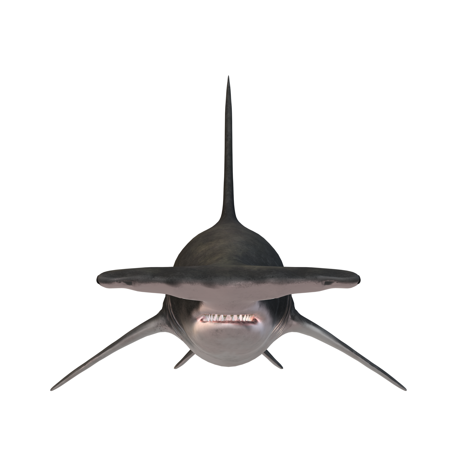 https://static.vecteezy.com/system/resources/previews/023/839/442/original/hammer-head-shark-isolated-on-a-transparent-background-free-png.png