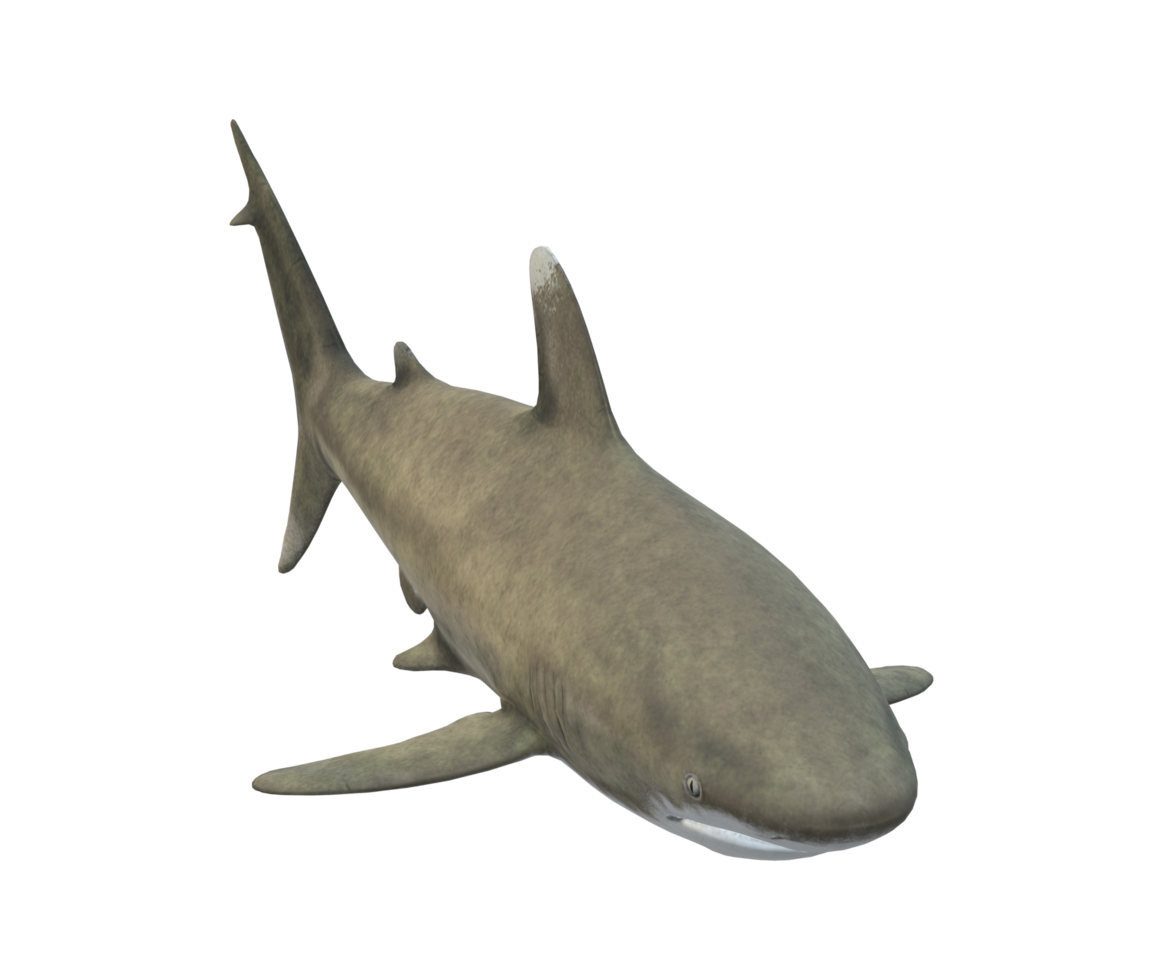 Shark isolated on a Transparent Background png