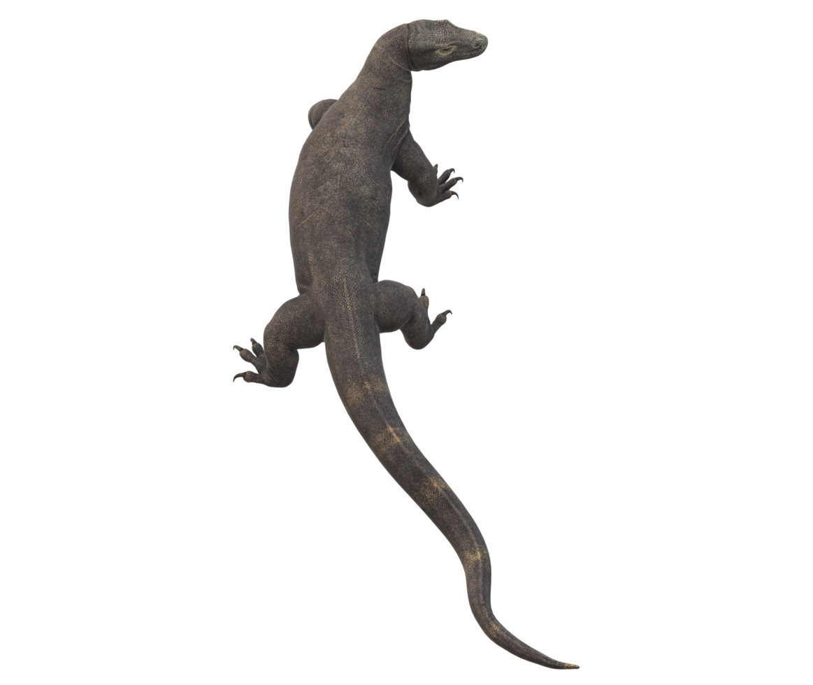 Komodo Dragon isolated on a Transparent Background png