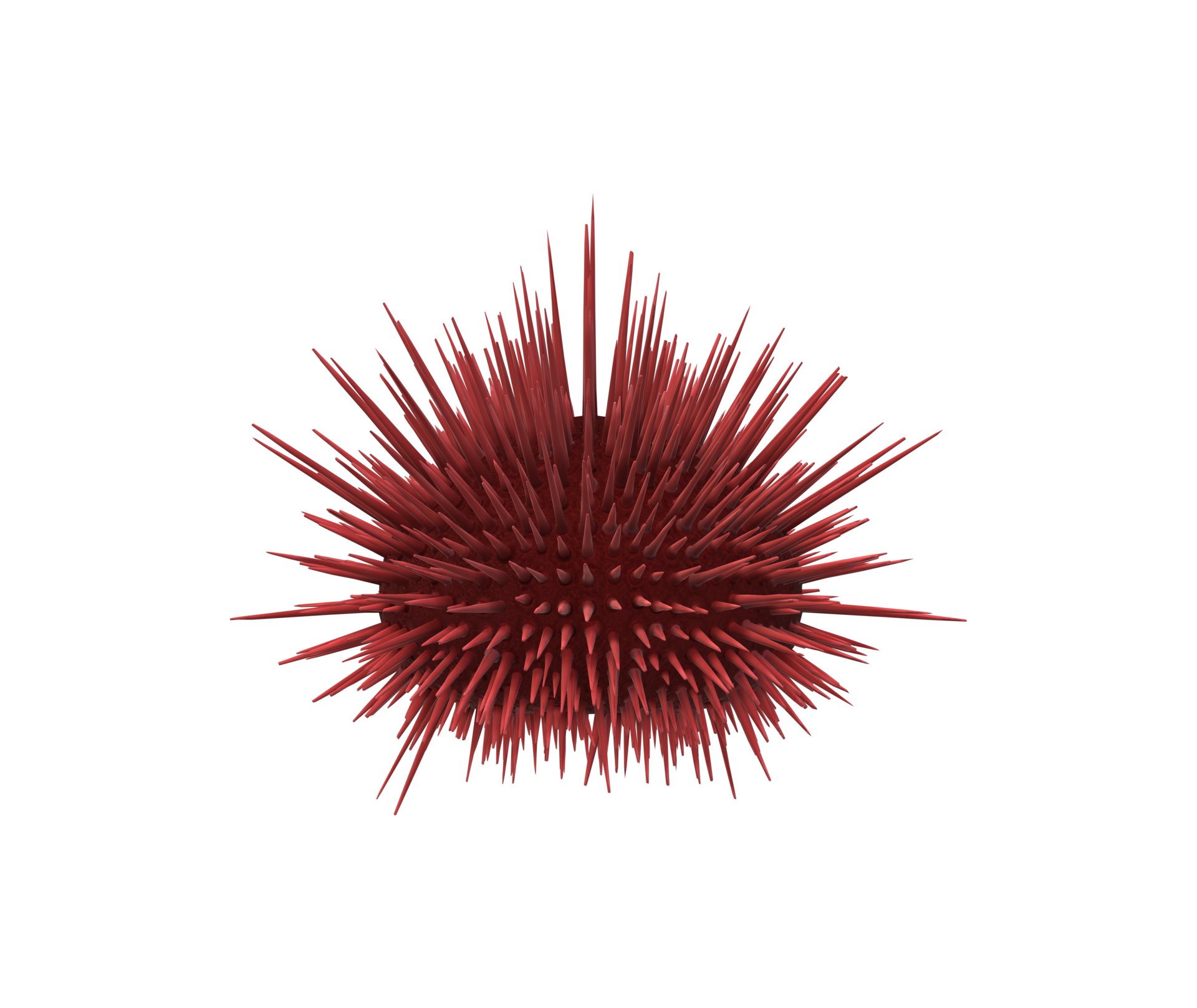 Urchin isolated on a Transparent Background 23839446 PNG