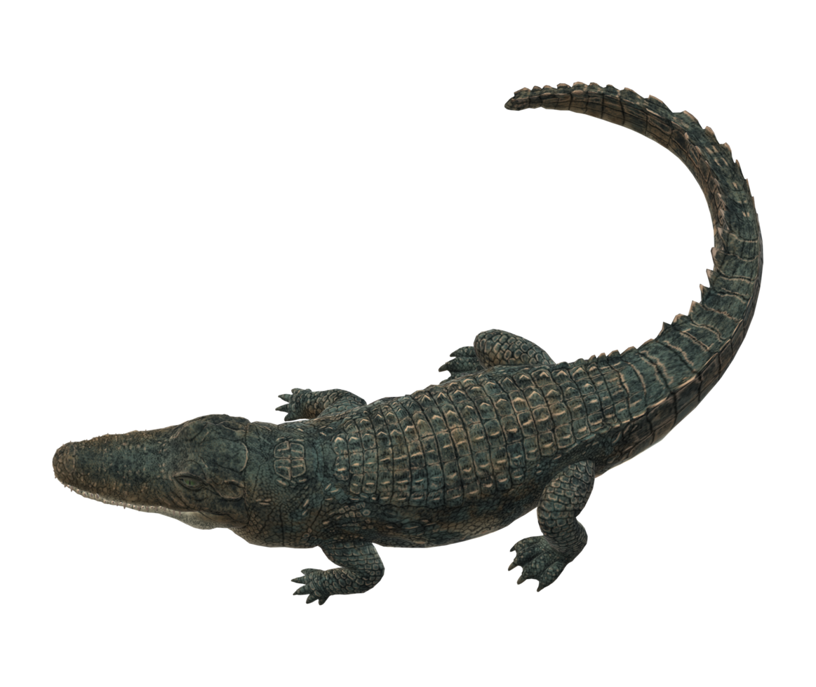 Alligator isoliert auf ein transparent Hintergrund png