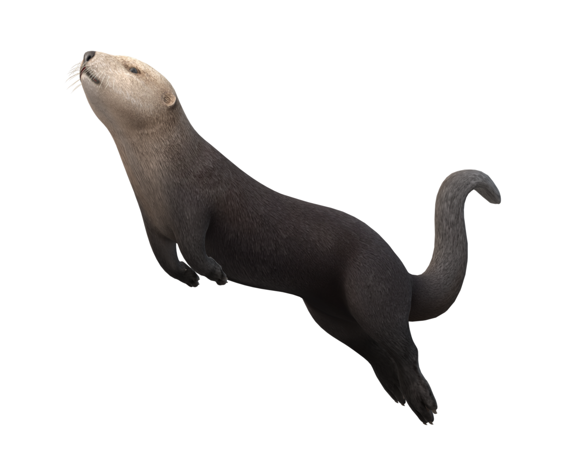 Sea Otter isolated on a Transparent Background png