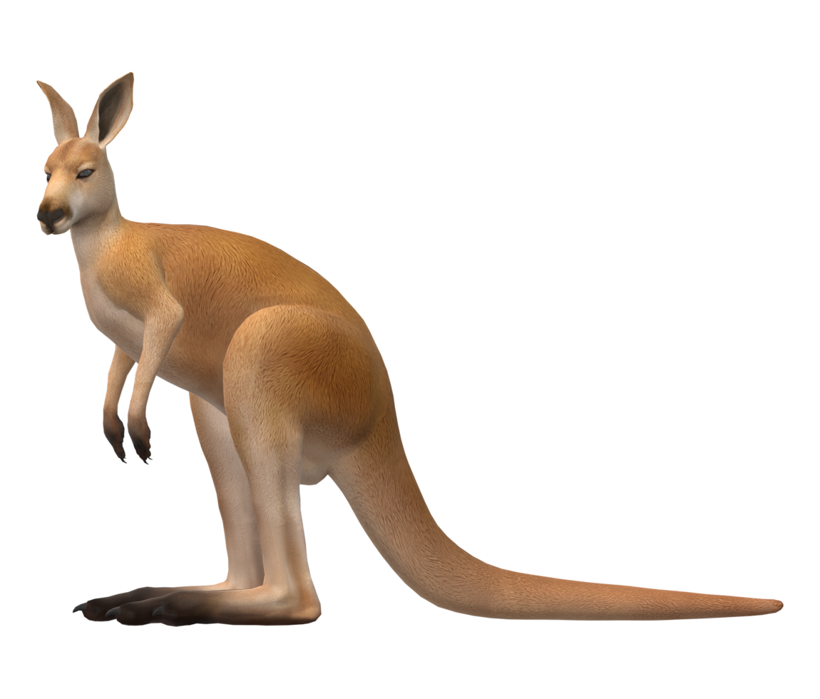 Kangaroo isolated on a Transparent Background png